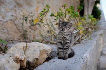 Straat kitten in Griekenland van Philippos Kloukas