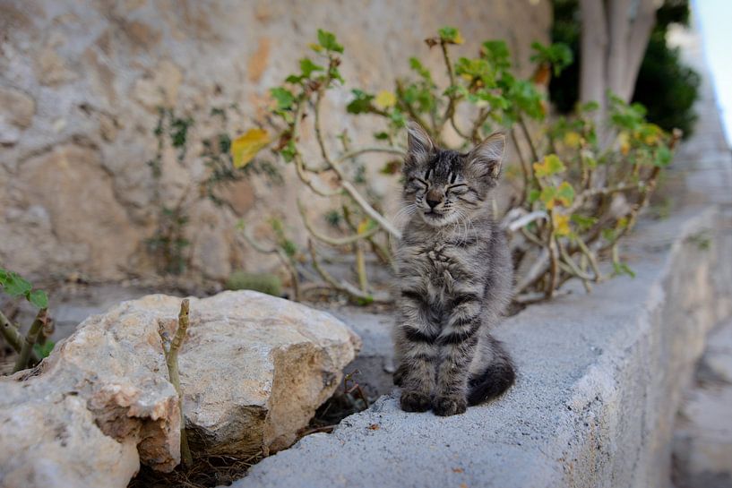Straat kitten in Griekenland van Philippos Kloukas