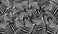 Zebra Collage von Marion Tenbergen Miniaturansicht