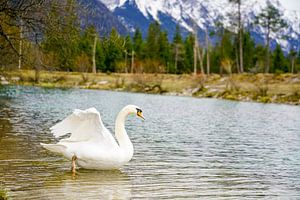A swan along the Isar River with alpine mountains in the background.