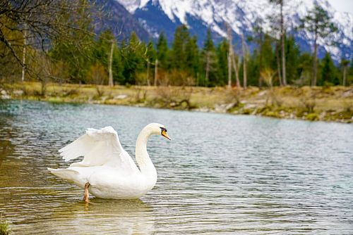 Een zwaan langs de rivier de Isar met de Alpen op de achtergrond.
