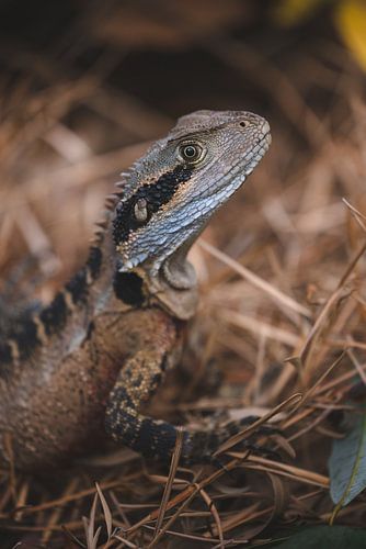 Lizards / Hagedissen in de wildernis van Australie