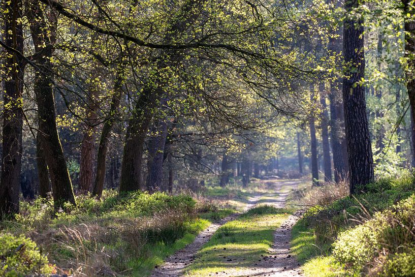 Forest in spring by Evert Jan Kip