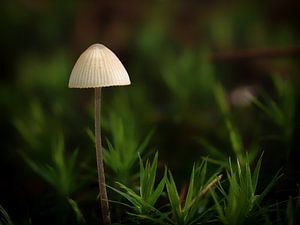 Pilz im Wald von Maikel Brands