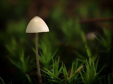 Champignon dans la forêt sur Maikel Brands