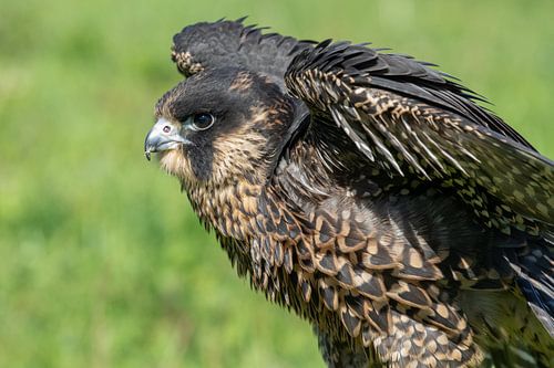 Peregrine falcon