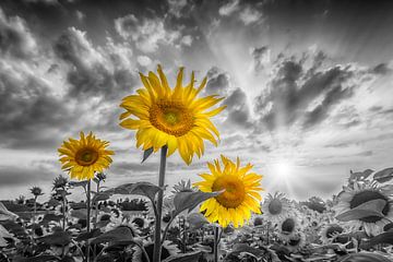 Sonnenblumen im Sonnenuntergang | colorkey von Melanie Viola