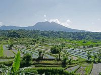 Rijstvelden op Bali, Indonesië - Azië