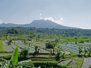 Reisfelder in Bali, Indonesien