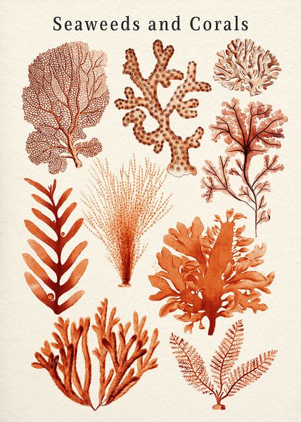 Seaweeds and Corals Collection by Gal Design