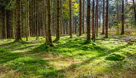 Idyllische Waldlandschaft von Achim Prill
