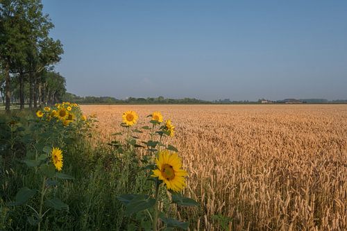 Zonnebloemen langs graanakker