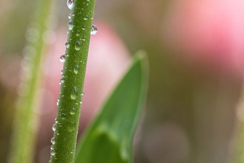 Tulpe im Regen