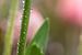 Tulpe im Regen von Sonja Tessen