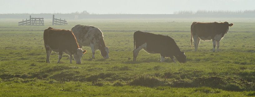 Koeien in de ochtend nevel by Pieter Veninga