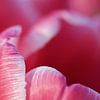 Roze tulp in zacht licht van MMFoto