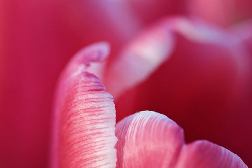 Roze tulp in zacht licht