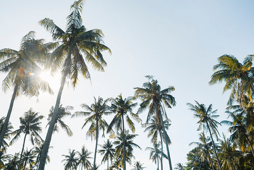 Palm trees forest | travel photography print | Lombok Indonesia