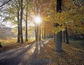 Forêt d'automne par Rene van der Meer Aperçu