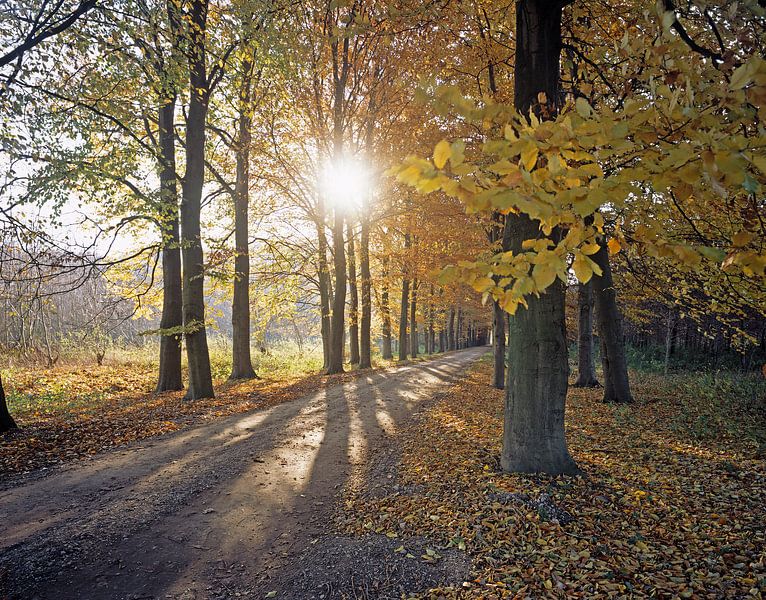 Forêt d'automne par Rene van der Meer