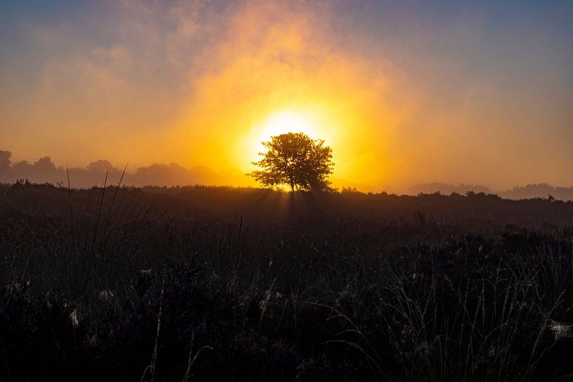 The Drentse heath during sunrise by Gert Hilbink