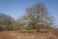 Eikenboom
