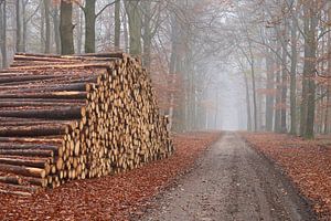 Forstpflege oder Holzproduktion