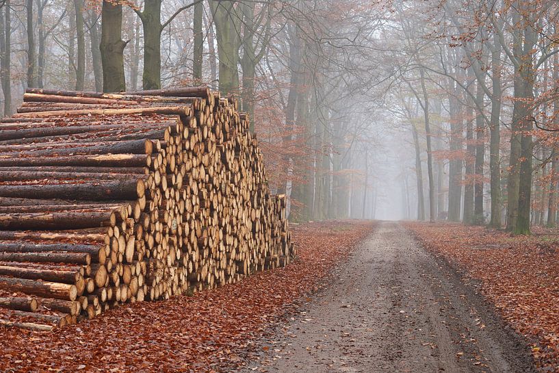 Forstpflege oder Holzproduktion von Cor de Hamer