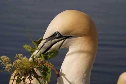 Broedende jan-van-genten op het eiland Helgoland.