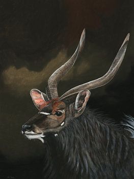 Nyala-Antilope, Nyala angasii