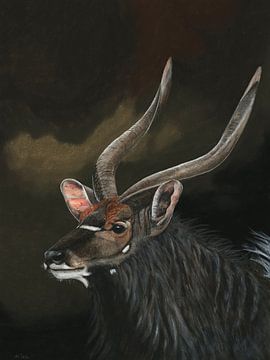 Nyala-Antilope, Nyala angasii