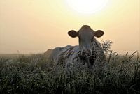 koe in hoog bloeiend gras, ochtendlicht, opkomende zon, mist, zachte warme kleuren