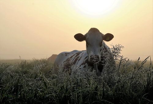 A cow in the soft morning light.