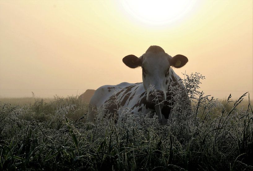 koe in hoog bloeiend gras, ochtendlicht, opkomende zon, mist, zachte warme kleuren par Ina Roke