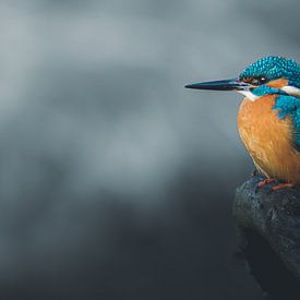 Kingfisher by Lisa Dumon