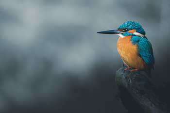 Eisvogel