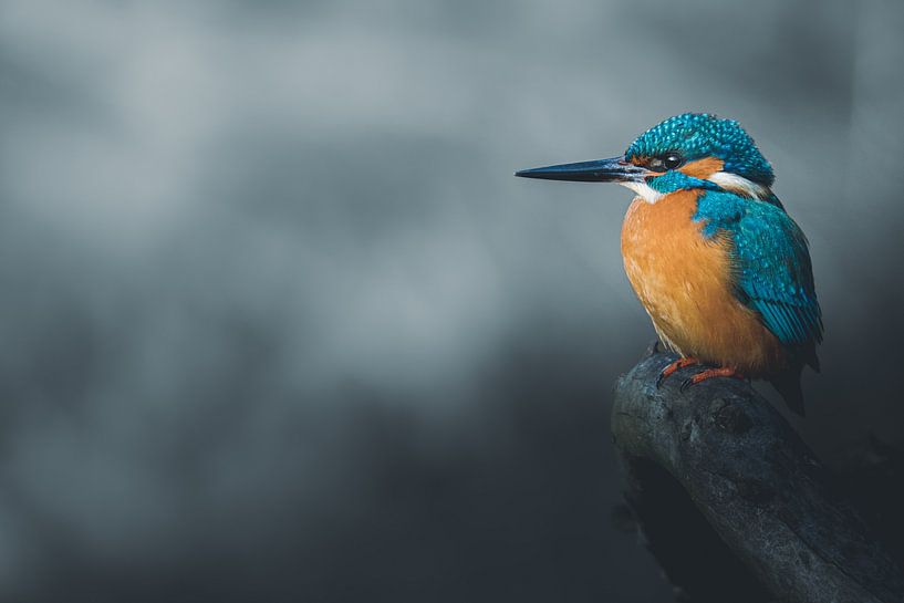 Kingfisher by Lisa Dumon