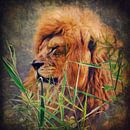 A Lion Portrait van AD DESIGN Photo & PhotoArt thumbnail