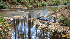 Waldbach mit fließendem Wasser