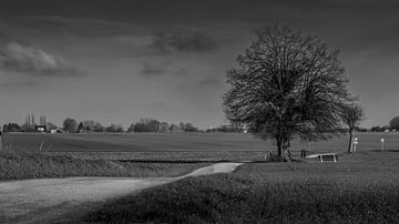 Saule dans un paysage vallonné sur Ronald Massink