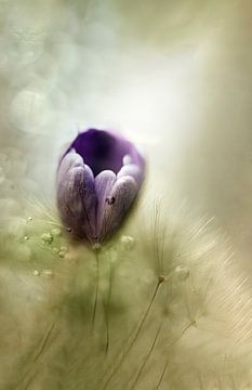 Watercolour photo of a spring flower by Vieretlaeve