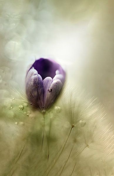 Watercolour photo of a spring flower by Vieretlaeve