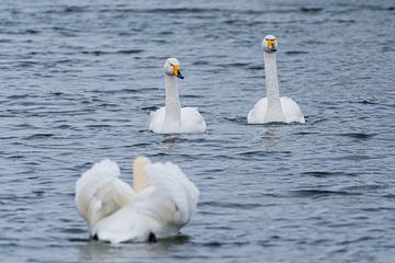 Wild Swan by Merijn Loch