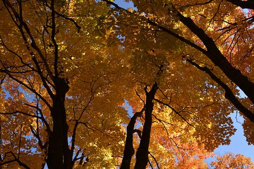 Ahornbäume im Herbst