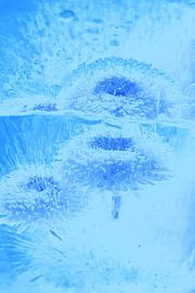 Bellis with reflection in blue