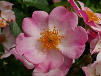 Vollblühende Botanische Rose.