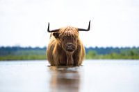 Scottish Highlander in the water!