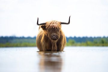 Highlander écossais dans l'eau ! sur Peter Haastrecht, van