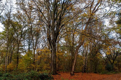 Autumn scene with Beech
