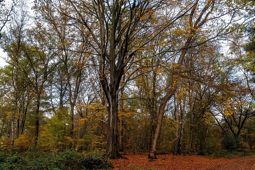 Herbstszene mit Buche von Simon van der Plas